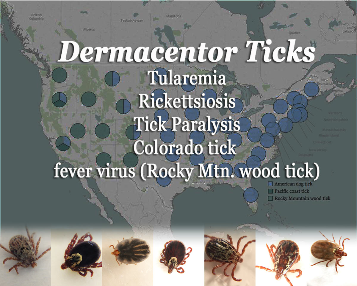 Map of tick testing results for American dog tick, pacific coast tick, rocky mountain wood tick