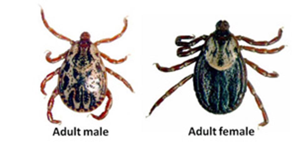 American Dog Tick