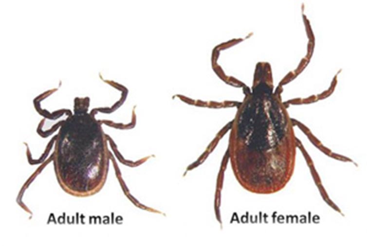 Western Blacklegged Tick