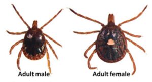 Adult male and female Lone Star tick