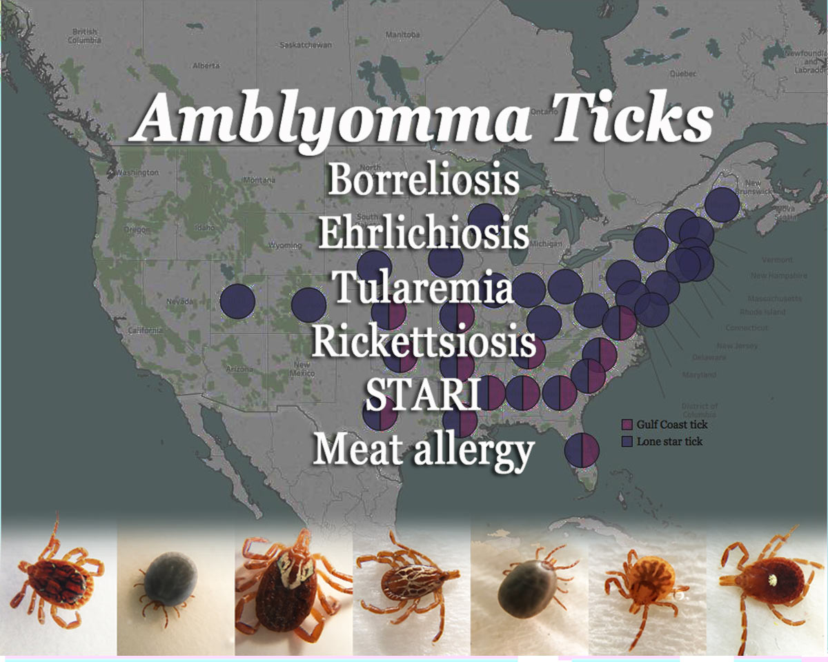Map of tick testing results for Lone star tick and gulf coast tick