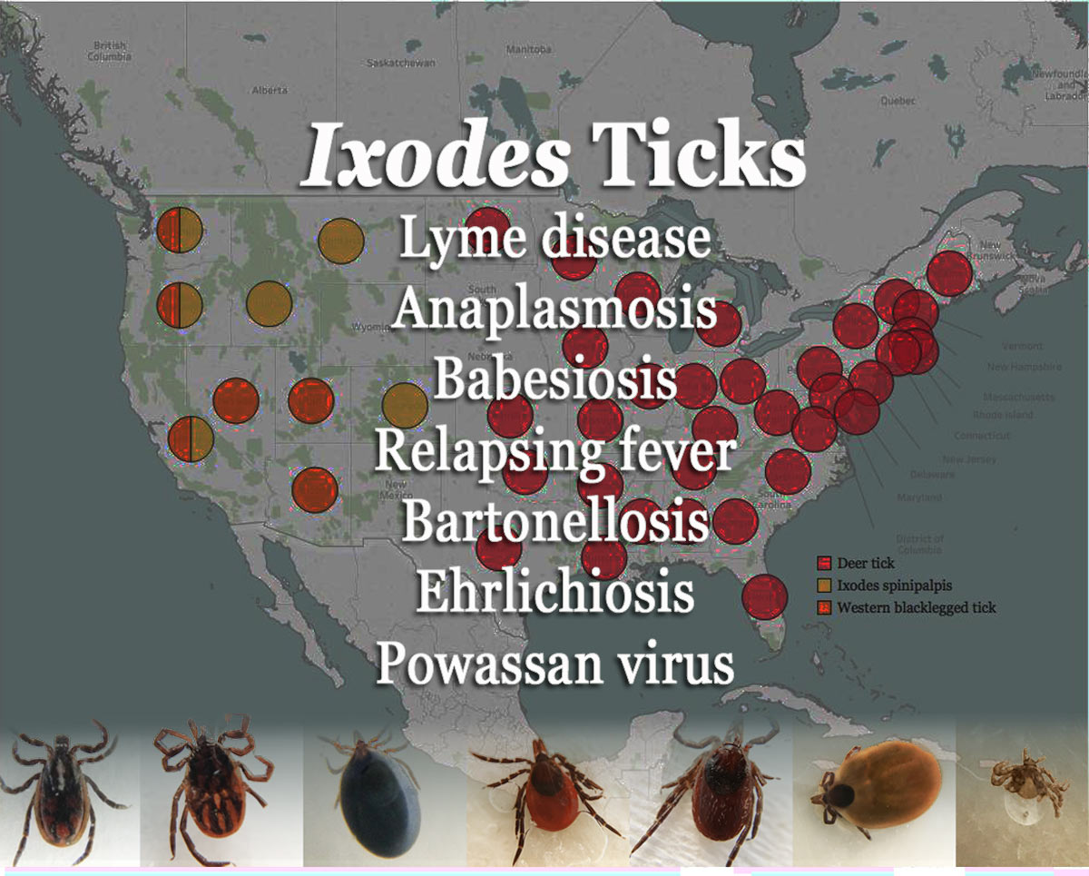 Map of Deer tick testing