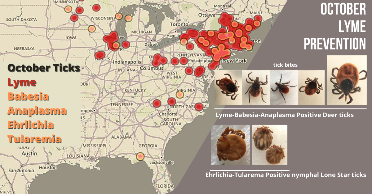 Ticknology Lyme Ticks