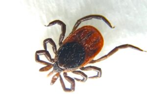 blacklegged deer tick