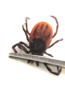 blacklegged tick with tweezers