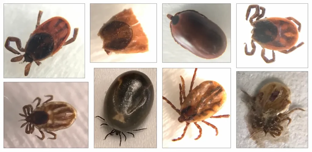 A collage of eight laboratory photos of ticks found in Wisconsin that tested positive for Anaplasma phagocytophilum. The images show various life stages, including engorged adult female deer ticks and smaller nymphs.