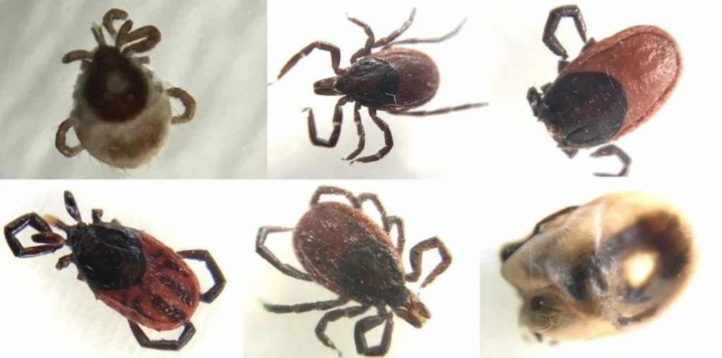 Close-up montage of six Western blacklegged ticks (Ixodes pacificus) that tested positive for Borrelia burgdorferi (Lyme disease).