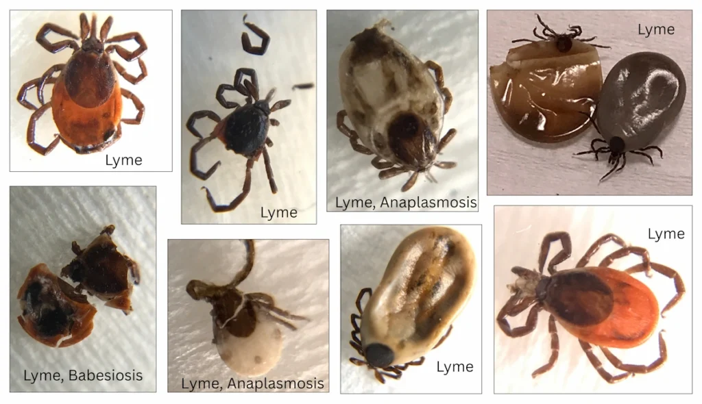 A collage of high-resolution laboratory photos showing various Wisconsin ticks (nymphs and adults) that tested positive for pathogens including Lyme Disease, Anaplasmosis, and Babesia. Each tick is labeled with its specific infection status.