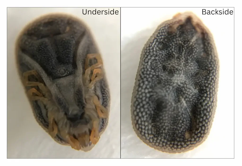 Laboratory view of an Ornithodoros soft tick submitted from Wisconsin. The image shows both the underside and backside, highlighting the rounded, leathery body and the lack of a visible dorsal scutum (shield).