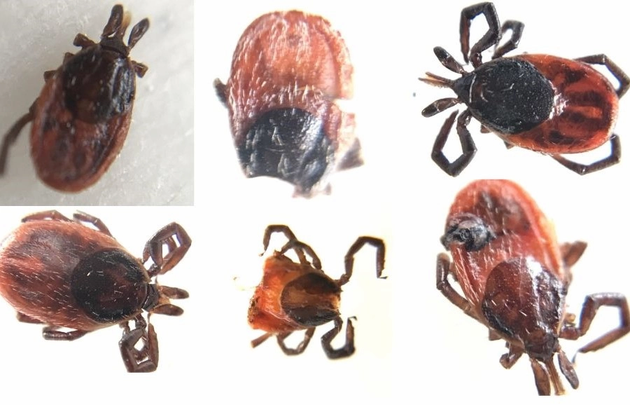 Collage of six Western blacklegged ticks (Ixodes pacificus) that tested positive for Borrelia miyamotoi, the cause of tick-borne relapsing fever.