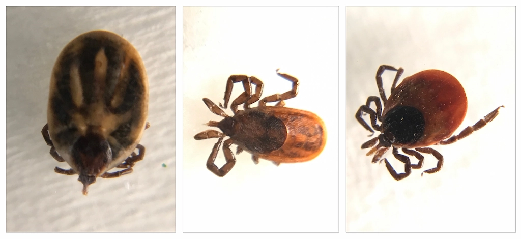 Laboratory photo collage showing three blacklegged (deer) ticks from Wisconsin that tested positive for Borrelia miyamotoi, the bacterium that causes Hard Tick-borne Relapsing Fever (HTRF).
