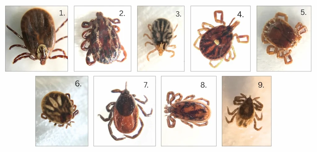 Identification guide for Wisconsin ticks showing female, male, and nymph stages of the American Dog tick, Lone Star tick, and Blacklegged (Deer) tick in a numbered grid.