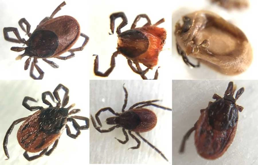 Close images of six Western blacklegged ticks (Ixodes pacificus) that tested positive for Anaplasma phagocytophilum.
